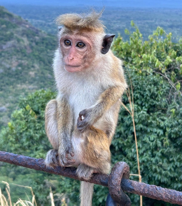Monkey